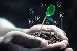 Koje su tvari potrebne za mineralnu prehranu biljaka?